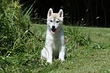 SIBERIAN HUSKY 376